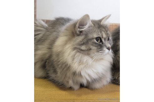 Cieloちゃん1枚目