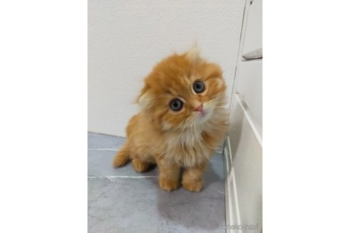 成約済の宮崎県のスコティッシュフォールド-108372の1枚目