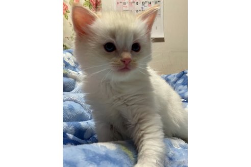 成約済の滋賀県のラグドール-107587の5枚目