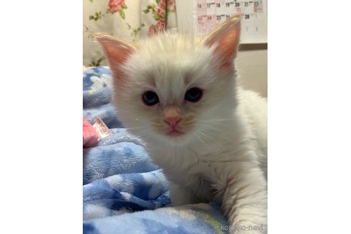 成約済の滋賀県のラグドール-107588の3枚目