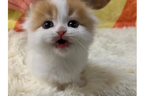 成約済の大阪府のスコティッシュフォールド(折れ耳)-108384の2枚目