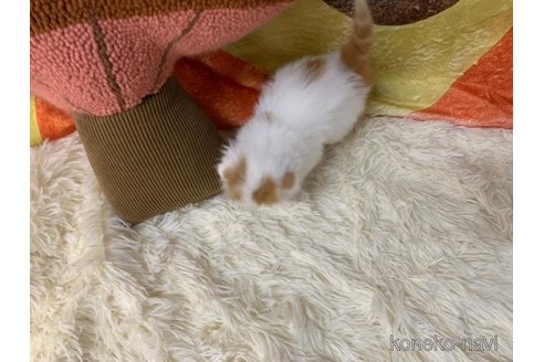 成約済の大阪府のスコティッシュフォールド(折れ耳)-108384の3枚目