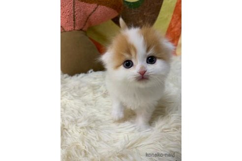 成約済の大阪府のスコティッシュフォールド(折れ耳)-108384の4枚目