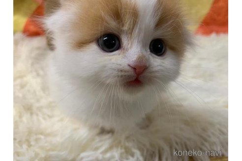成約済の大阪府のスコティッシュフォールド(折れ耳)-108384の5枚目