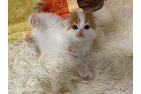 成約済の大阪府のスコティッシュフォールド(折れ耳)-108384の6枚目