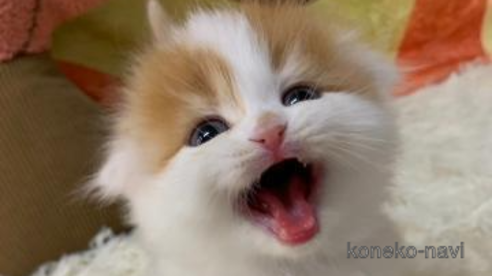 成約済の大阪府のスコティッシュフォールド(折れ耳)-108384の1枚目