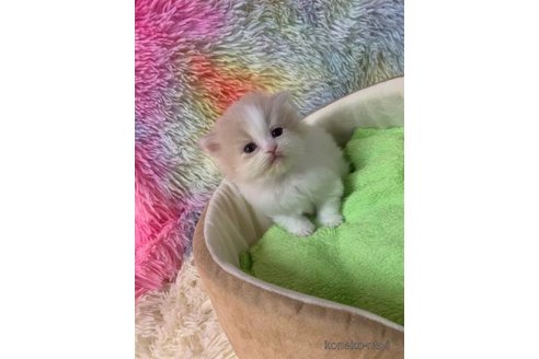 成約済の大阪府のマンチカン(短足)-108385の2枚目