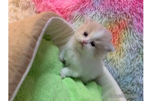 成約済の大阪府のマンチカン(短足)-108385の3枚目