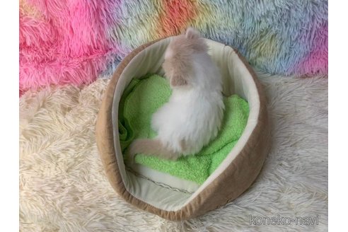 成約済の大阪府のマンチカン(短足)-108385の4枚目