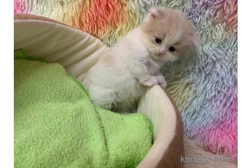 成約済の大阪府のマンチカン(短足)-108385の5枚目