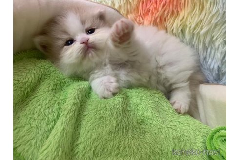 成約済の大阪府のマンチカン(短足)-108385の6枚目