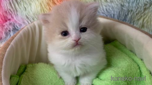 成約済の大阪府のマンチカン(短足)-108385の1枚目