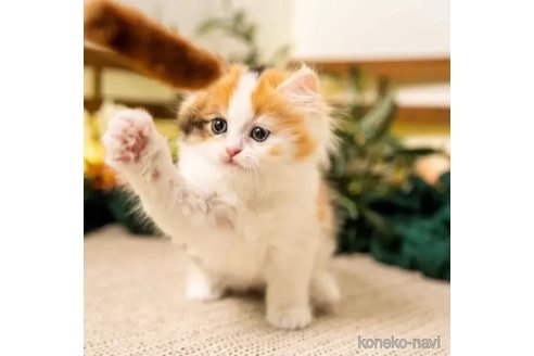 成約済の岐阜県のマンチカン-108387の2枚目