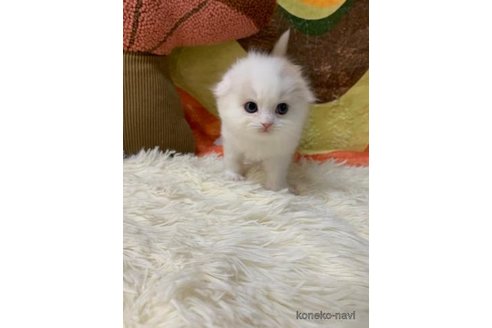成約済の大阪府のスコティッシュフォールド(折れ耳)-108390の6枚目