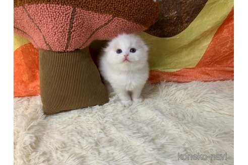 成約済の大阪府のスコティッシュフォールド(折れ耳)-108390の7枚目