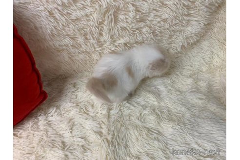 成約済の大阪府のスコティッシュフォールド(折れ耳)-108392の6枚目