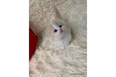 成約済の大阪府のスコティッシュフォールド(折れ耳)-108392の5枚目