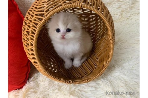 成約済の大阪府のスコティッシュフォールド(折れ耳)-108392の4枚目