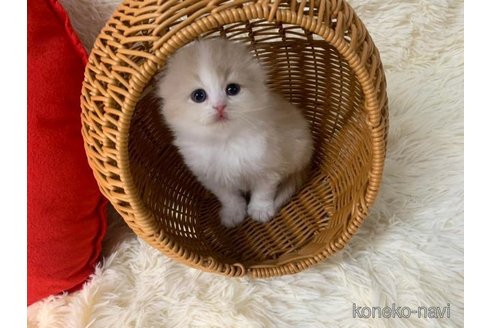 成約済の大阪府のスコティッシュフォールド(折れ耳)-108392の1枚目