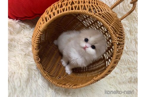 成約済の大阪府のスコティッシュフォールド(折れ耳)-108392の3枚目