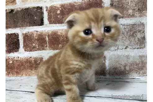 成約済の千葉県のスコティッシュフォールド(折れ耳)-108393の6枚目
