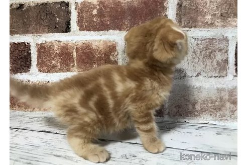 成約済の千葉県のスコティッシュフォールド(折れ耳)-108393の7枚目