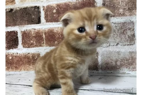 成約済の千葉県のスコティッシュフォールド(折れ耳)-108393の3枚目