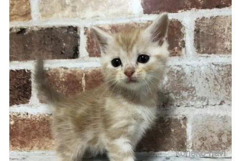 成約済の千葉県のスコティッシュフォールド-108394の5枚目