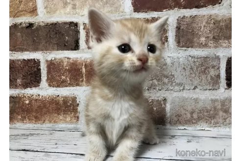 成約済の千葉県のスコティッシュフォールド-108394の6枚目
