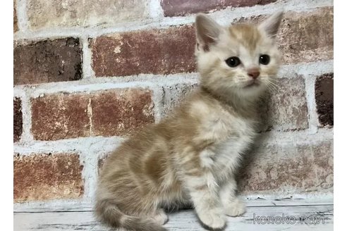 成約済の千葉県のスコティッシュフォールド-108394の7枚目