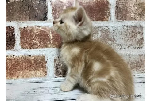成約済の千葉県のスコティッシュフォールド-108394の3枚目