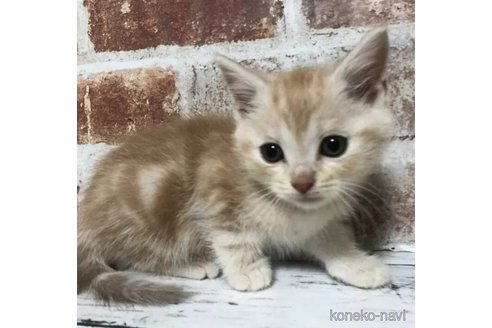 成約済の千葉県のスコティッシュフォールド-108394の4枚目