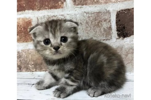 成約済の千葉県のスコティッシュフォールド(折れ耳)-108395の1枚目