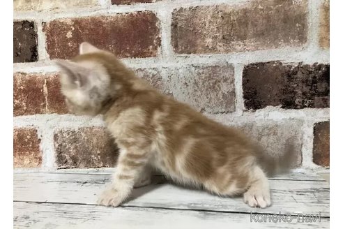 成約済の千葉県のスコティッシュフォールド-108396の3枚目