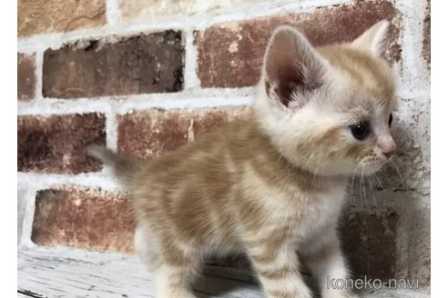 成約済の千葉県のスコティッシュフォールド-108396の2枚目