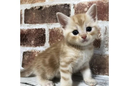 成約済の千葉県のスコティッシュフォールド-108396の1枚目