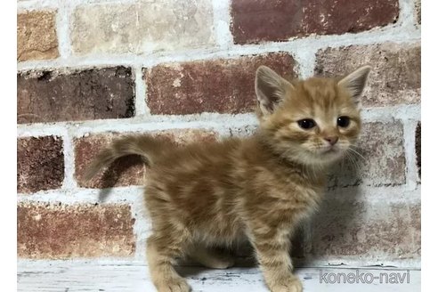 成約済の千葉県のスコティッシュフォールド-108397の2枚目