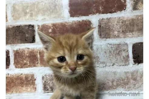 成約済の千葉県のスコティッシュフォールド-108397の3枚目