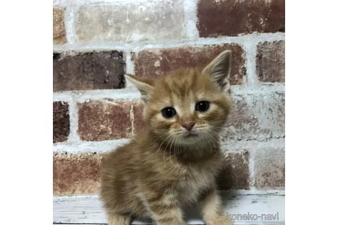 成約済の千葉県のスコティッシュフォールド-108397の1枚目
