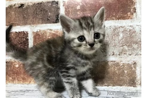 成約済の千葉県のスコティッシュフォールド-108398の3枚目