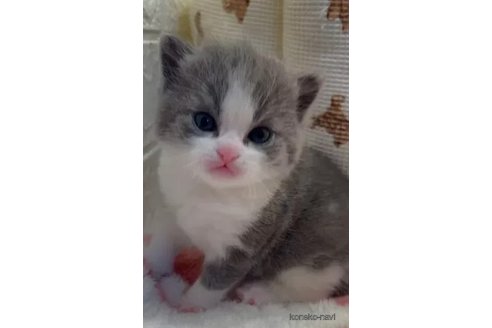 商談中の埼玉県のスコティッシュフォールド-108399の3枚目