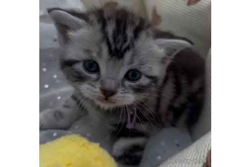 商談中の埼玉県のアメリカンショートヘア-108400の1枚目