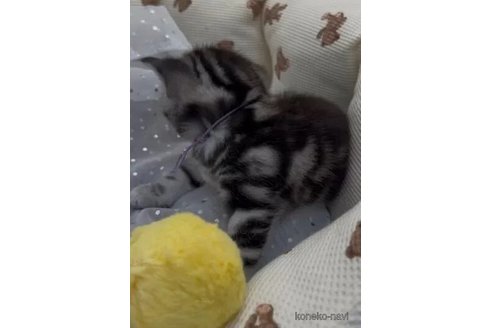 商談中の埼玉県のアメリカンショートヘア-108400の5枚目