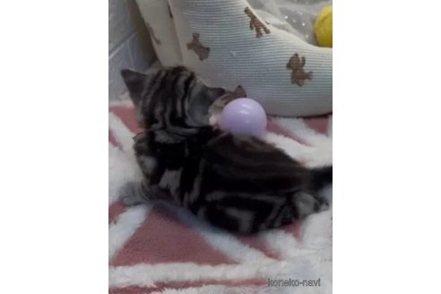 商談中の埼玉県のアメリカンショートヘア-108400の2枚目