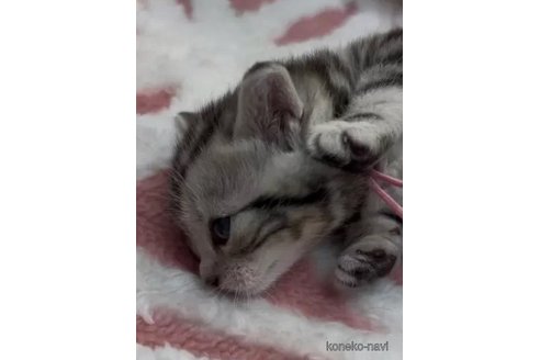 販売中の埼玉県のアメリカンショートヘア-108401の2枚目