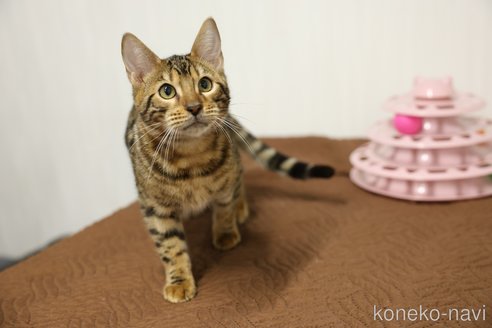 成約済の大阪府のベンガル-105370の2枚目
