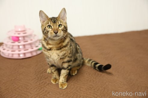 成約済の大阪府のベンガル-105370の3枚目
