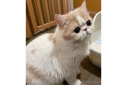 の山梨県の-