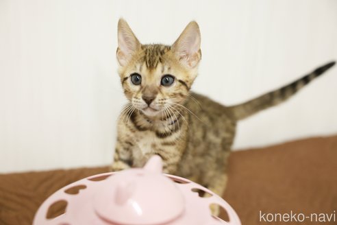 成約済の大阪府のベンガル-108406の1枚目