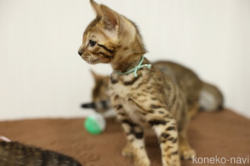 成約済の大阪府のベンガル-108408の3枚目